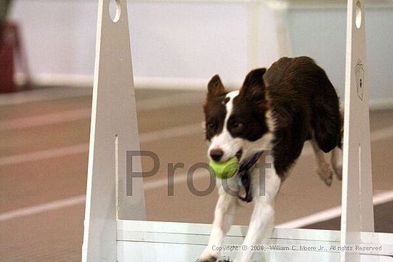 Dawg Derby Flyball Tournement<br />July 13<br />Classic Center<br />Athens, Ga