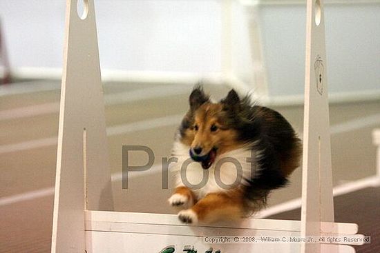Dawg Derby Flyball Tournement<br />July 13<br />Classic Center<br />Athens, Ga