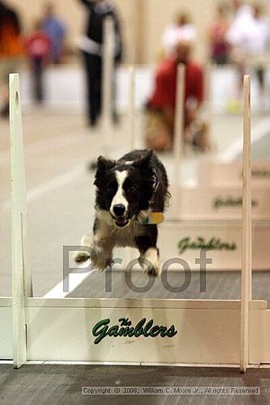 Dawg Derby Flyball Tournement<br />July 13<br />Classic Center<br />Athens, Ga