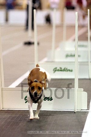 Dawg Derby Flyball Tournement<br />July 13<br />Classic Center<br />Athens, Ga
