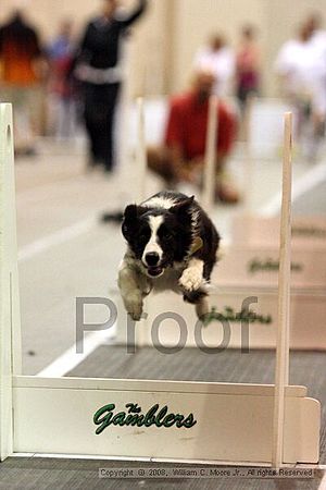 Dawg Derby Flyball Tournement<br />July 13<br />Classic Center<br />Athens, Ga
