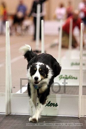 Dawg Derby Flyball Tournement<br />July 13<br />Classic Center<br />Athens, Ga