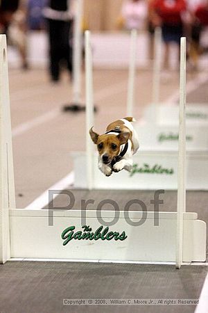 Dawg Derby Flyball Tournement<br />July 13<br />Classic Center<br />Athens, Ga