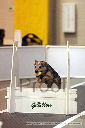 Dawg Derby Flyball Tournement<br />July 13<br />Classic Center<br />Athens, Ga