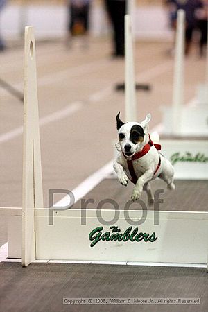 Dawg Derby Flyball Tournement<br />July 13<br />Classic Center<br />Athens, Ga