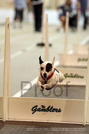 Dawg Derby Flyball Tournement<br />July 13<br />Classic Center<br />Athens, Ga