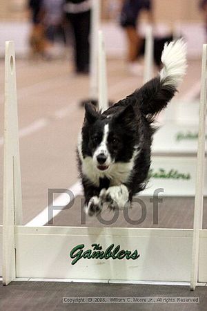 Dawg Derby Flyball Tournement<br />July 13<br />Classic Center<br />Athens, Ga