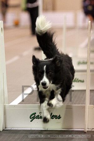 Dawg Derby Flyball Tournement<br />July 13<br />Classic Center<br />Athens, Ga