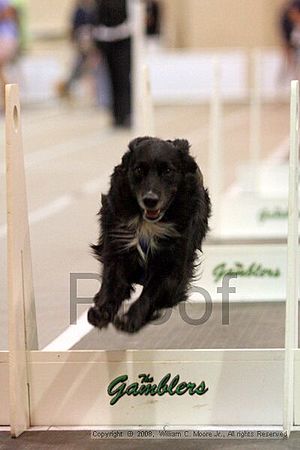 Dawg Derby Flyball Tournement<br />July 13<br />Classic Center<br />Athens, Ga