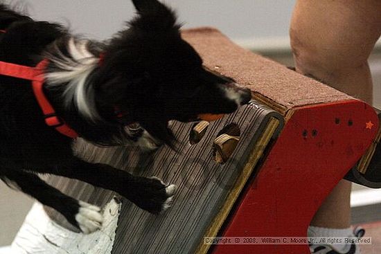 Dawg Derby Flyball Tournement<br />July 13<br />Classic Center<br />Athens, Ga