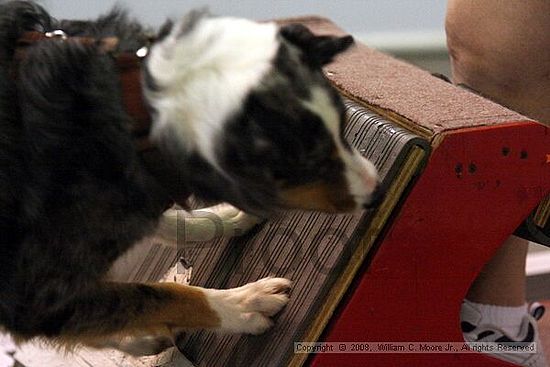 Dawg Derby Flyball Tournement<br />July 13<br />Classic Center<br />Athens, Ga