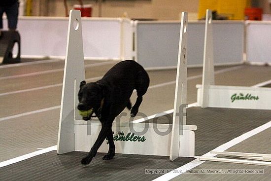 Dawg Derby Flyball Tournement<br />July 13<br />Classic Center<br />Athens, Ga