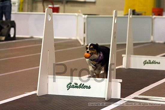 Dawg Derby Flyball Tournement<br />July 13<br />Classic Center<br />Athens, Ga