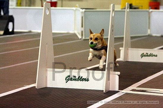 Dawg Derby Flyball Tournement<br />July 13<br />Classic Center<br />Athens, Ga