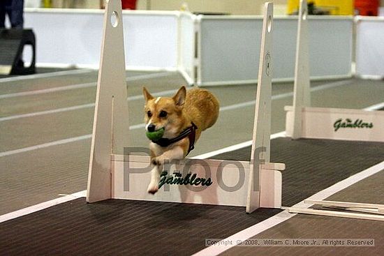 Dawg Derby Flyball Tournement<br />July 13<br />Classic Center<br />Athens, Ga