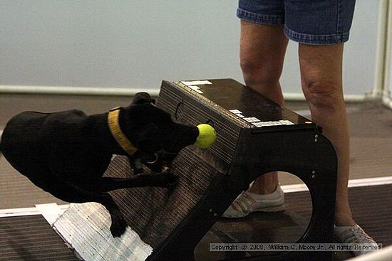 Dawg Derby Flyball Tournement<br />July 13<br />Classic Center<br />Athens, Ga