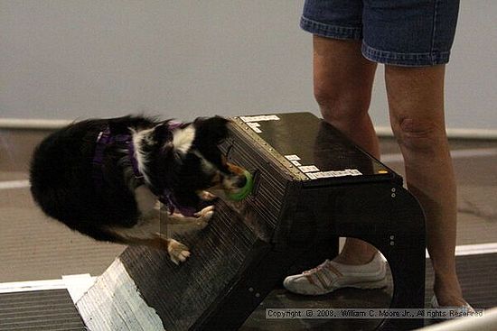 Dawg Derby Flyball Tournement<br />July 13<br />Classic Center<br />Athens, Ga