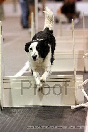 Dawg Derby Flyball Tournement<br />July 13<br />Classic Center<br />Athens, Ga