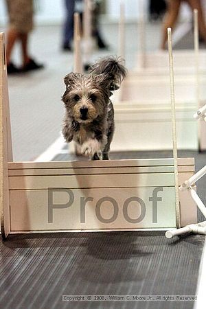Dawg Derby Flyball Tournement<br />July 13<br />Classic Center<br />Athens, Ga