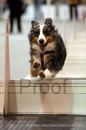 Dawg Derby Flyball Tournement<br />July 13<br />Classic Center<br />Athens, Ga