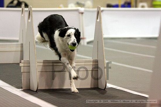 Dawg Derby Flyball Tournement<br />July 13<br />Classic Center<br />Athens, Ga