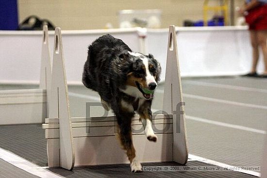 Dawg Derby Flyball Tournement<br />July 13<br />Classic Center<br />Athens, Ga