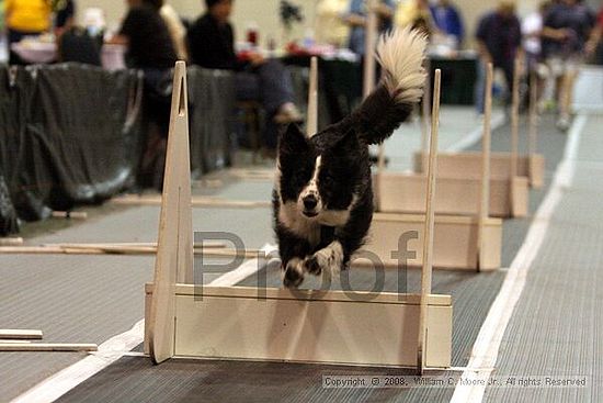 Dawg Derby Flyball Tournement<br />July 13<br />Classic Center<br />Athens, Ga