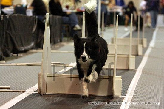 Dawg Derby Flyball Tournement<br />July 13<br />Classic Center<br />Athens, Ga