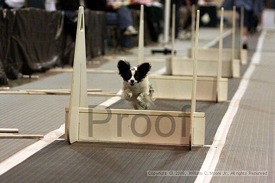 Dawg Derby Flyball Tournement<br />July 13<br />Classic Center<br />Athens, Ga