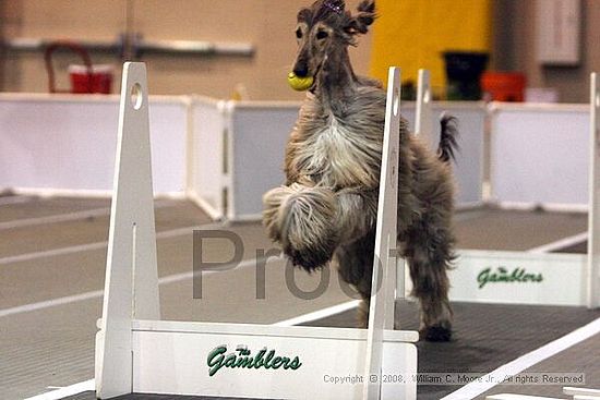 Dawg Derby Flyball Tournement<br />July 13<br />Classic Center<br />Athens, Ga