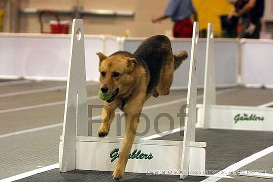 Dawg Derby Flyball Tournement<br />July 13<br />Classic Center<br />Athens, Ga