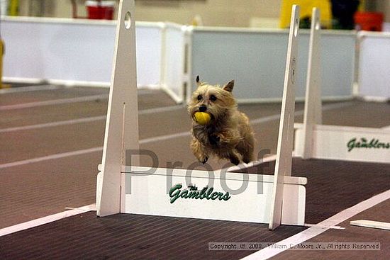 Dawg Derby Flyball Tournement<br />July 13<br />Classic Center<br />Athens, Ga