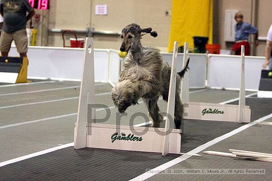 Dawg Derby Flyball Tournement<br />July 13<br />Classic Center<br />Athens, Ga