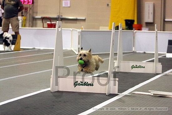 Dawg Derby Flyball Tournement<br />July 13<br />Classic Center<br />Athens, Ga