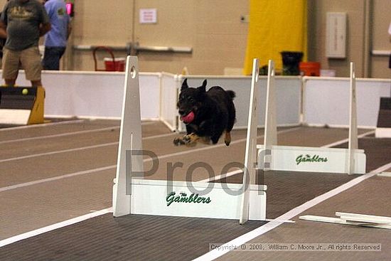 Dawg Derby Flyball Tournement<br />July 13<br />Classic Center<br />Athens, Ga
