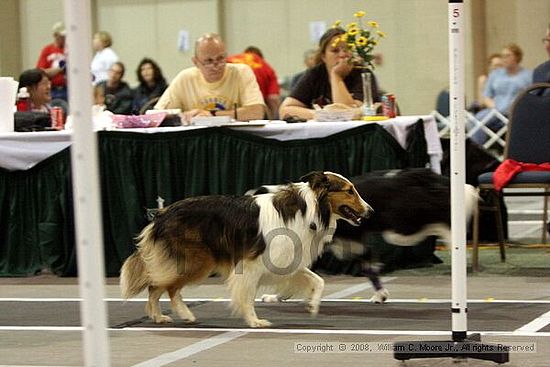 Dawg Derby Flyball Tournement<br />July 13<br />Classic Center<br />Athens, Ga