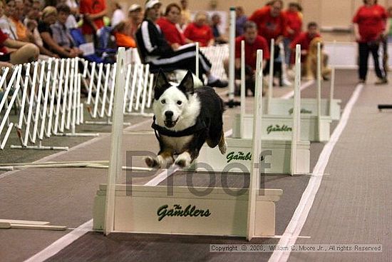 Dawg Derby Flyball Tournement<br />July 13<br />Classic Center<br />Athens, Ga