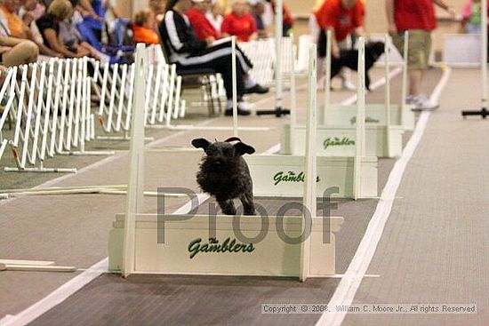 Dawg Derby Flyball Tournement<br />July 13<br />Classic Center<br />Athens, Ga