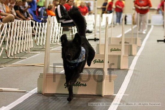 Dawg Derby Flyball Tournement<br />July 13<br />Classic Center<br />Athens, Ga