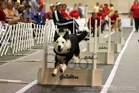 Dawg Derby Flyball Tournement<br />July 13<br />Classic Center<br />Athens, Ga