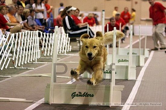 Dawg Derby Flyball Tournement<br />July 13<br />Classic Center<br />Athens, Ga