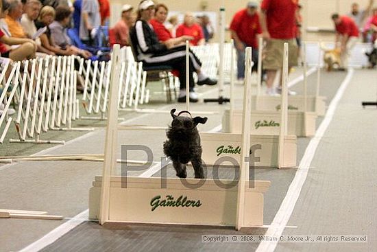 Dawg Derby Flyball Tournement<br />July 13<br />Classic Center<br />Athens, Ga