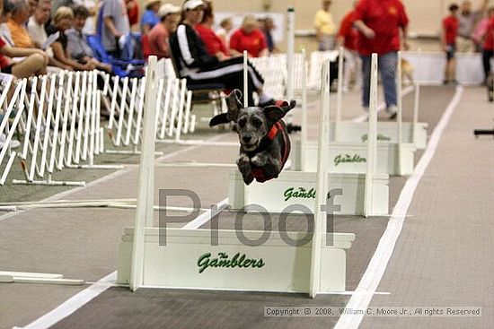 Dawg Derby Flyball Tournement<br />July 13<br />Classic Center<br />Athens, Ga