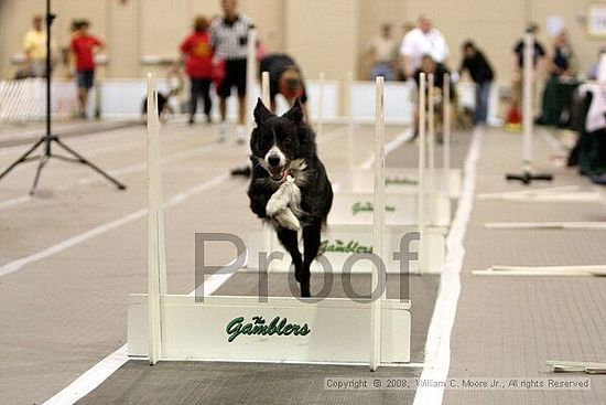 Dawg Derby Flyball Tournement<br />July 13<br />Classic Center<br />Athens, Ga