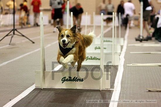Dawg Derby Flyball Tournement<br />July 13<br />Classic Center<br />Athens, Ga
