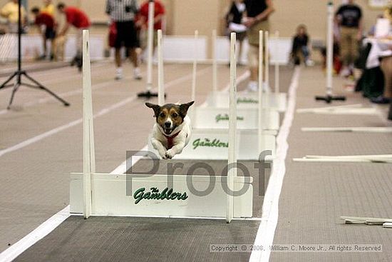 Dawg Derby Flyball Tournement<br />July 13<br />Classic Center<br />Athens, Ga