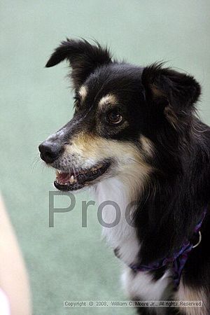 Dawg Derby Flyball Tournement<br />July 13<br />Classic Center<br />Athens, Ga