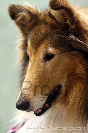 Dawg Derby Flyball Tournement<br />July 13<br />Classic Center<br />Athens, Ga