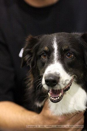 Dawg Derby Flyball Tournement<br />July 13<br />Classic Center<br />Athens, Ga