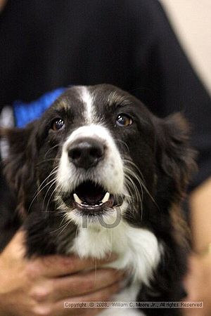 Dawg Derby Flyball Tournement<br />July 13<br />Classic Center<br />Athens, Ga